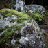 BEECH WOODS #2IGLE BEACH- WESTER-ROSS, SCOTLAND