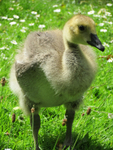Gosling