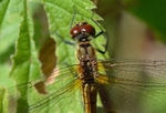 Ruddy Darter