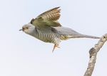 Cuckoos,Doves,Pigeons portfolio