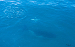 Humpback Baby 3
