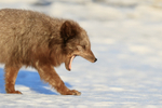 Dark Arctic Fox yawning, Svalbard, Norway