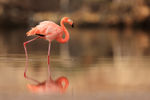 American Flamingo reflection, Floreana, Galapagos