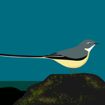 Grey wagtail