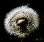 Dandylion 4