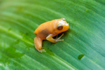 14 Tiny Golden Frog on leaf