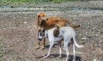 Seamus & Meka