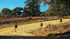 3 Emus running around the bend-0518