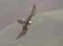 Bearded vulture