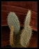 Cactus and Rust