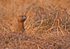 Red Grouse