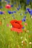 Meadow Flowers 64
