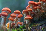 Fungi growing out of a dead tree.   Ref172023