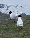 20100501-WE 074