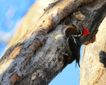 Lineated Woodpecker (female) outside nest hole, Costa Rica
