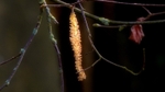 Spring 6 Catkin 6768