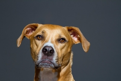 AnimalsCreatures _0072