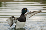 Tufted Duck