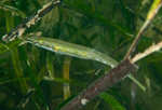 Spinachia spinachia
