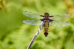 Female Broad Bodied chaser