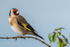 Goldfinch