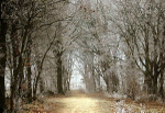 Walk in the woods