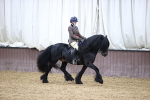 SSADL Ridden Champions - Supreme Championships portfolio