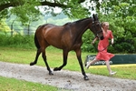 253-ISINGTON_IRISH_SPIRIT-Henrietta_Ewell portfolio