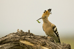 Hoopoe