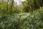 Path through the Wild Garlic