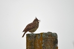 Crested Lark