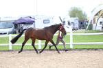 SBM_03933