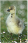 Greylag Gosling Portrait