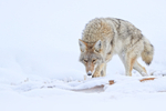 Coyote slinks by, Hayden Valley, Yellowstone National Park