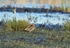 Common Snipe