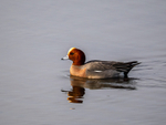 Wigeon