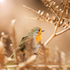 Autumn Robin