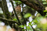 Juvenile Robin (Erithacus rubecula) in foliage