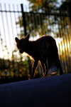 Urban Fox, Bristol _ UR082
