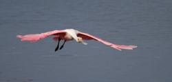 Roseate Spoonbil _0022
