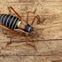 Saddle-backed Bush-cricket (Ephippiger ephippiger) F