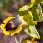 Corsican Ophrys (Ophrys corsica) 