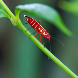 AnimalsCreatures _0098