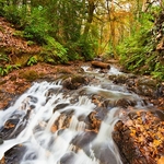 Drumleck River - Gosford Forest Park