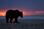 Brown Bear silhouette at dawn, Silver Salmon Creek, Alaska