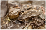 Common Frogs in Mating Ball
