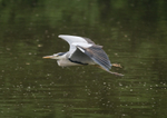 Grey Heron - Ardea cinerea RPNP0082
