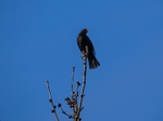 Blackbird