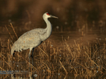 Adult Sandhill Crane, South Pond, Bosque del Apache, New Mexico