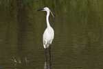 Little Egret